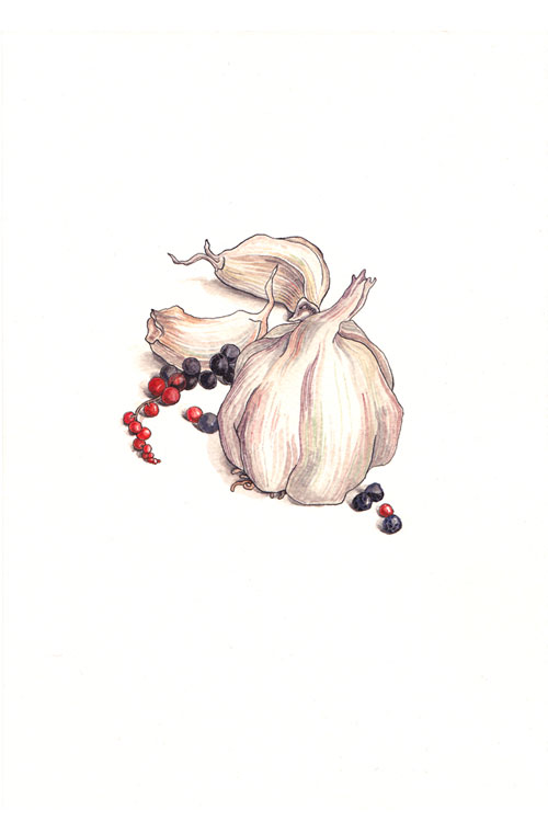 Knoblauch, Illustration, Aquarellfarbe